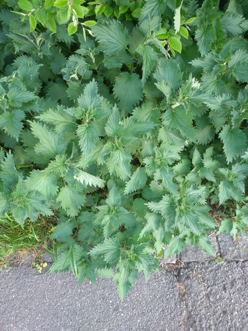 Fleurs de tireur — Bild 1