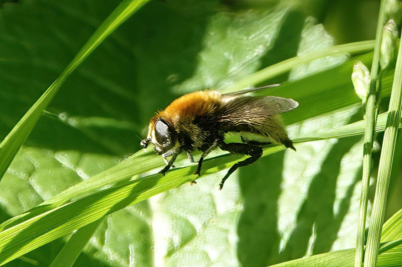 Gros syrphe du minerai — Bild 1