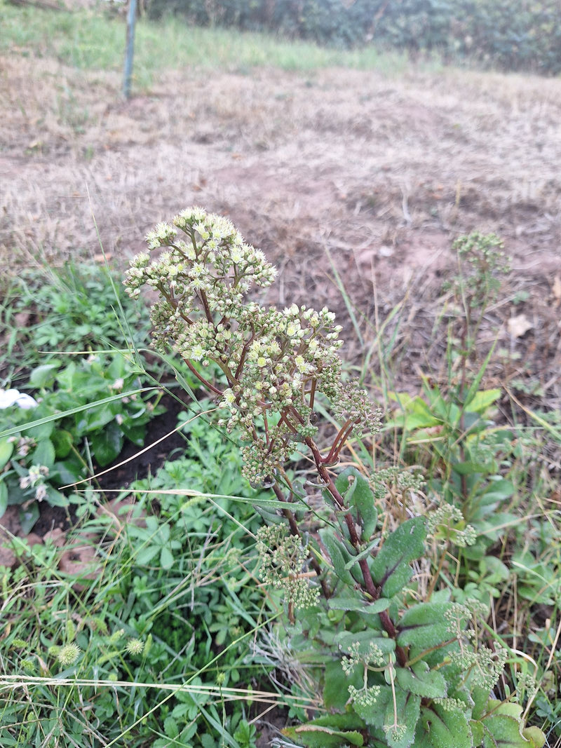 Grand orpin — Bild 1