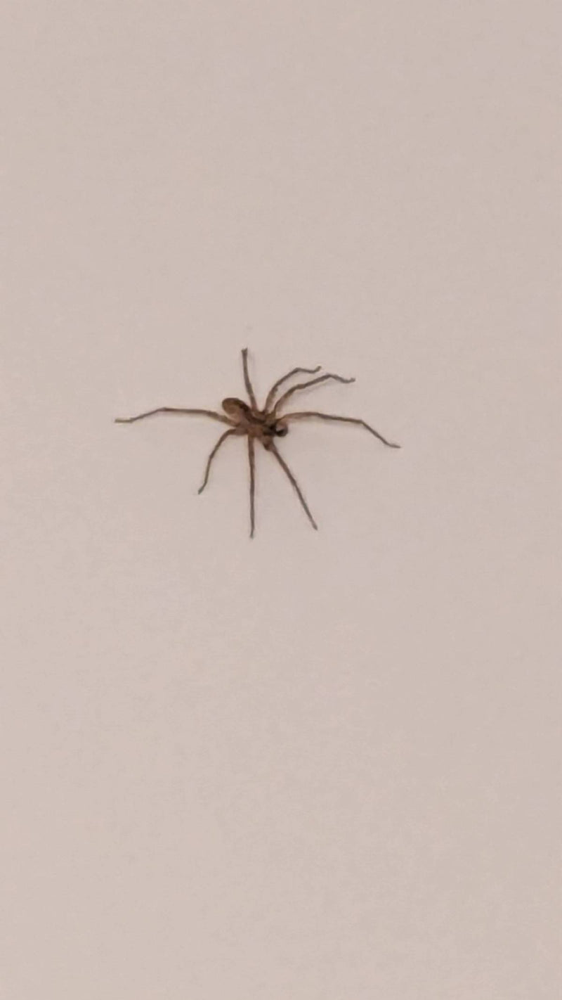 Grande araignée de maison — Bild 1