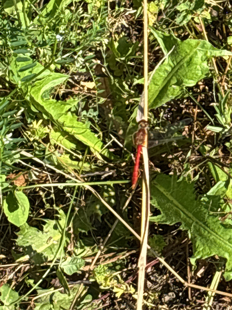 Grande libellule dard — Bild 2
