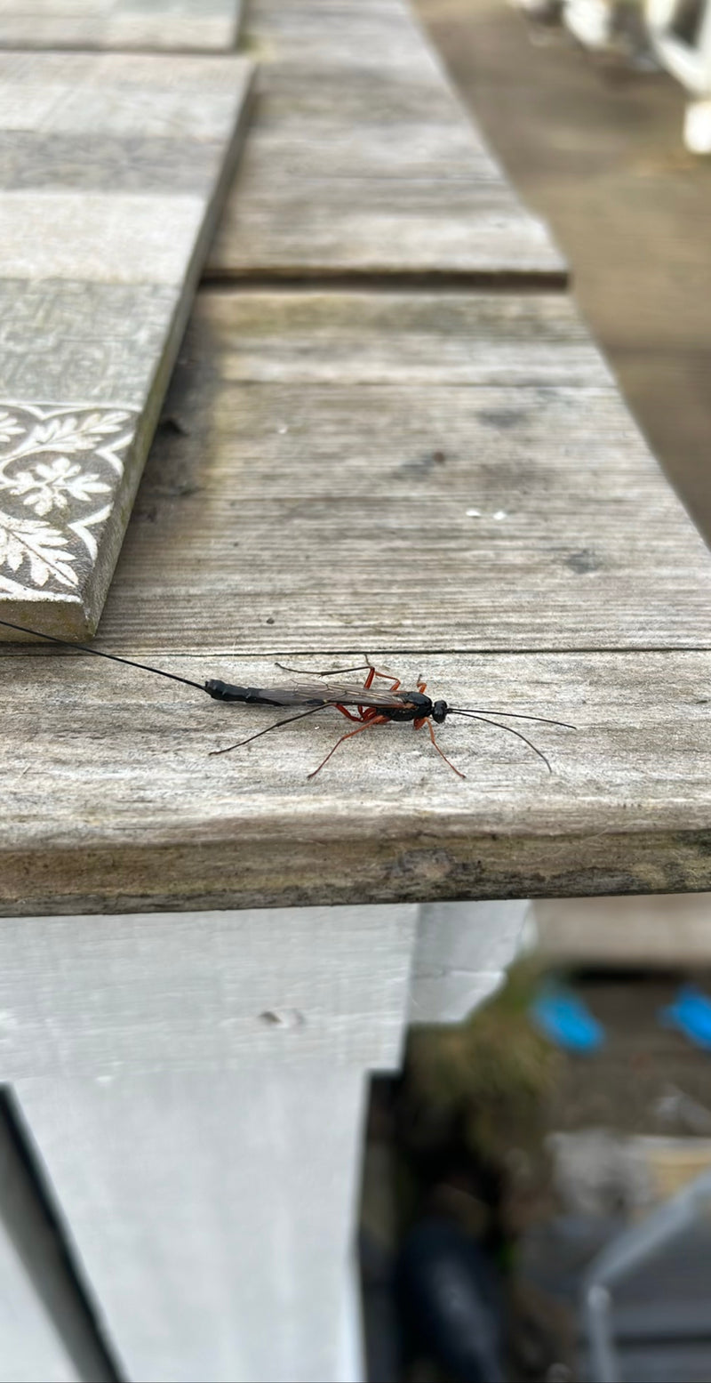 Grande guêpe parasite des bois — Bild 1