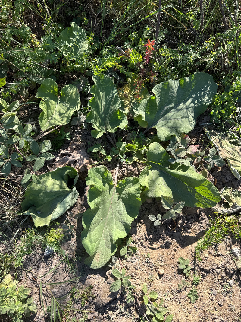 Une rosette basale de grande bardane pousse sur un sol terreux sec, entourée d'herbes et de plantes sauvages.
