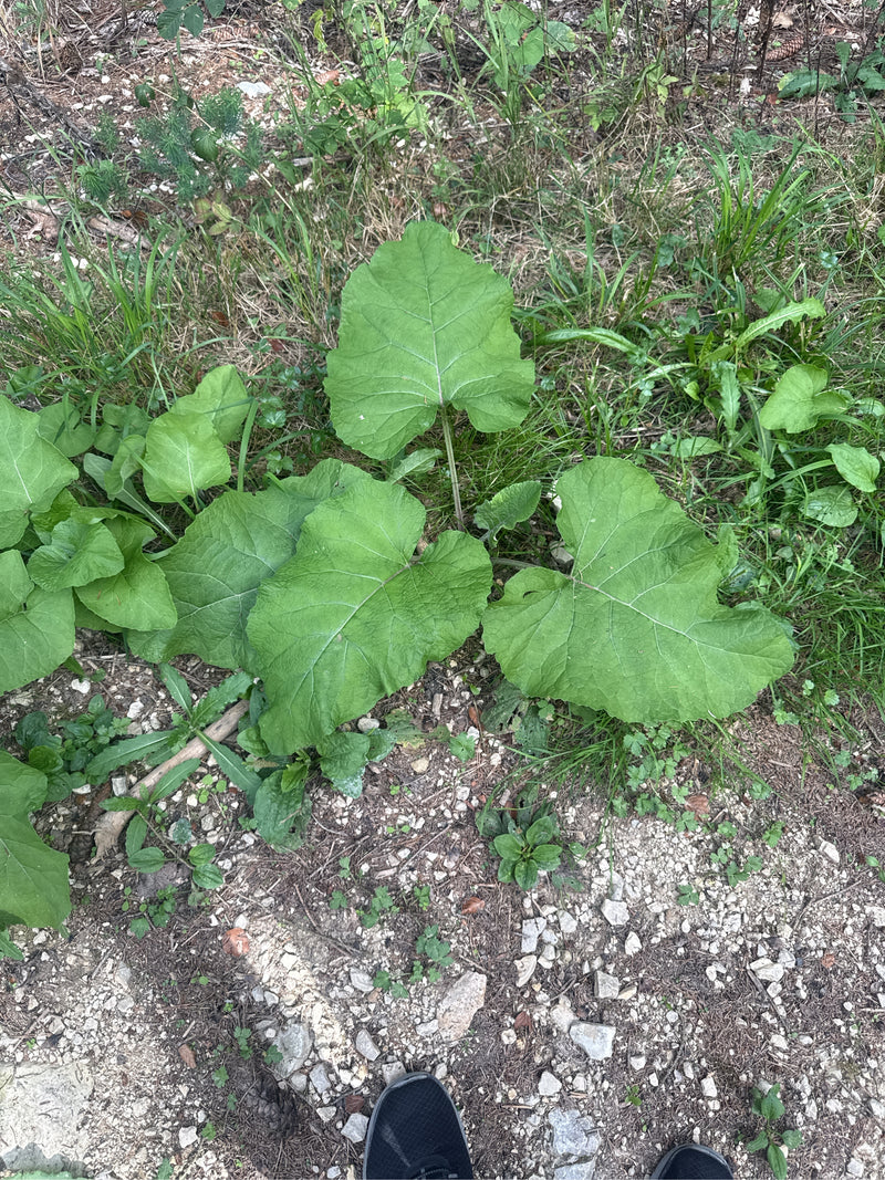 L'image montre une jeune grande bardane avec ses feuilles caractéristiquement grandes et en forme de cœur. La plante pousse directement au bord d'un chemin p...