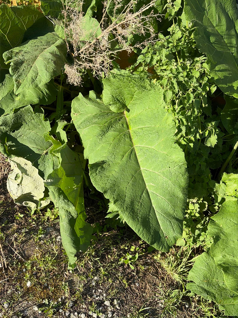 L'image montre une grande feuille verte de la grande bardane entourée d'autres plantes et de sol. La nervation caractéristique de la feuille est bien visible.
