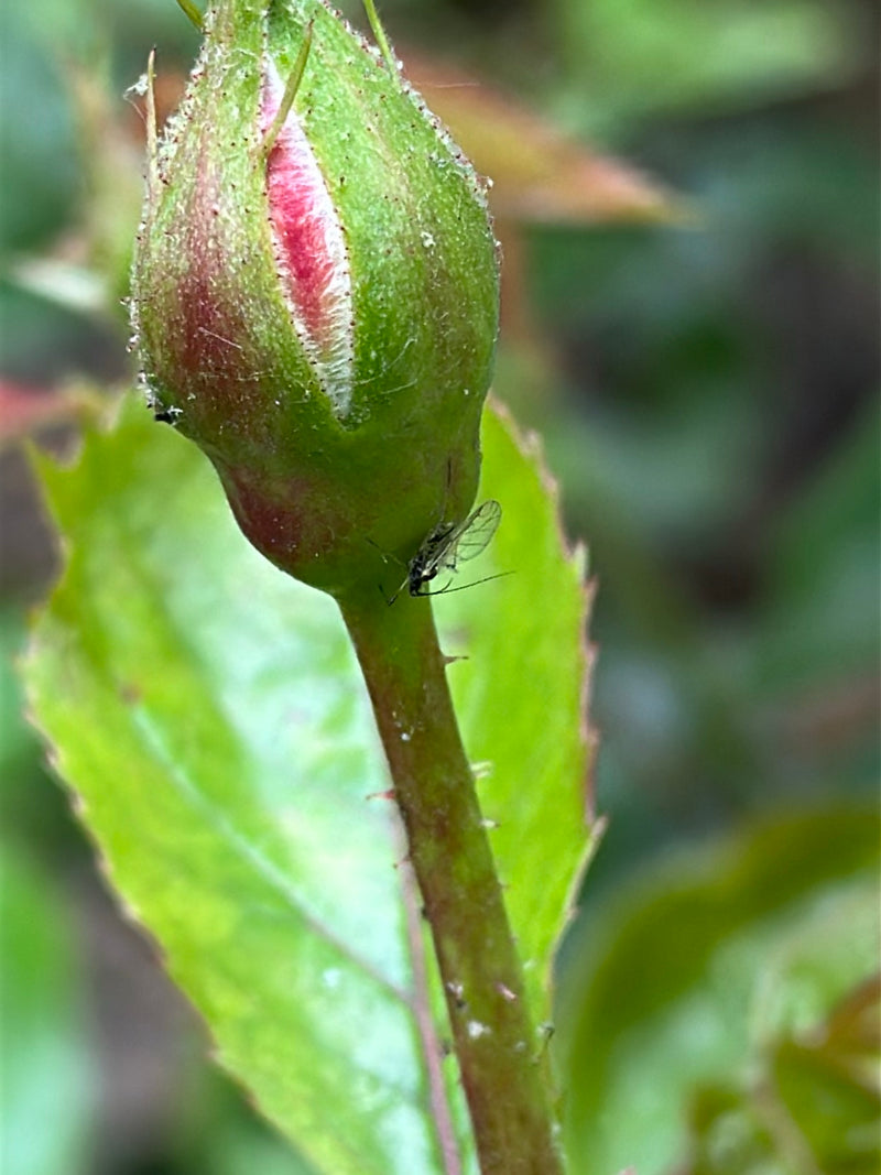 L'image montre un grand puceron du rosier posé sur un bouton de rose vert. L'insecte est photographié en gros plan sur un fond de feuilles vertes.