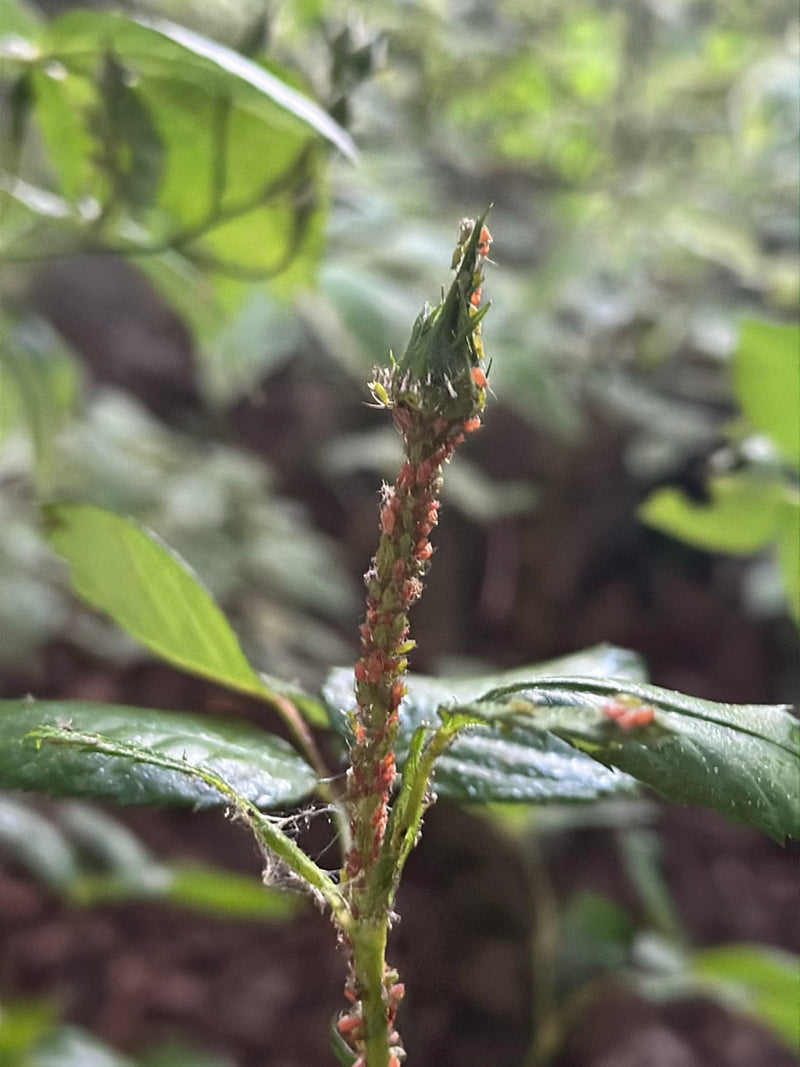 De nombreux grands pucerons du rosier sont densément rassemblés sur une tige et un bourgeon de rose verts. Ils se nourrissent de sève végétale.