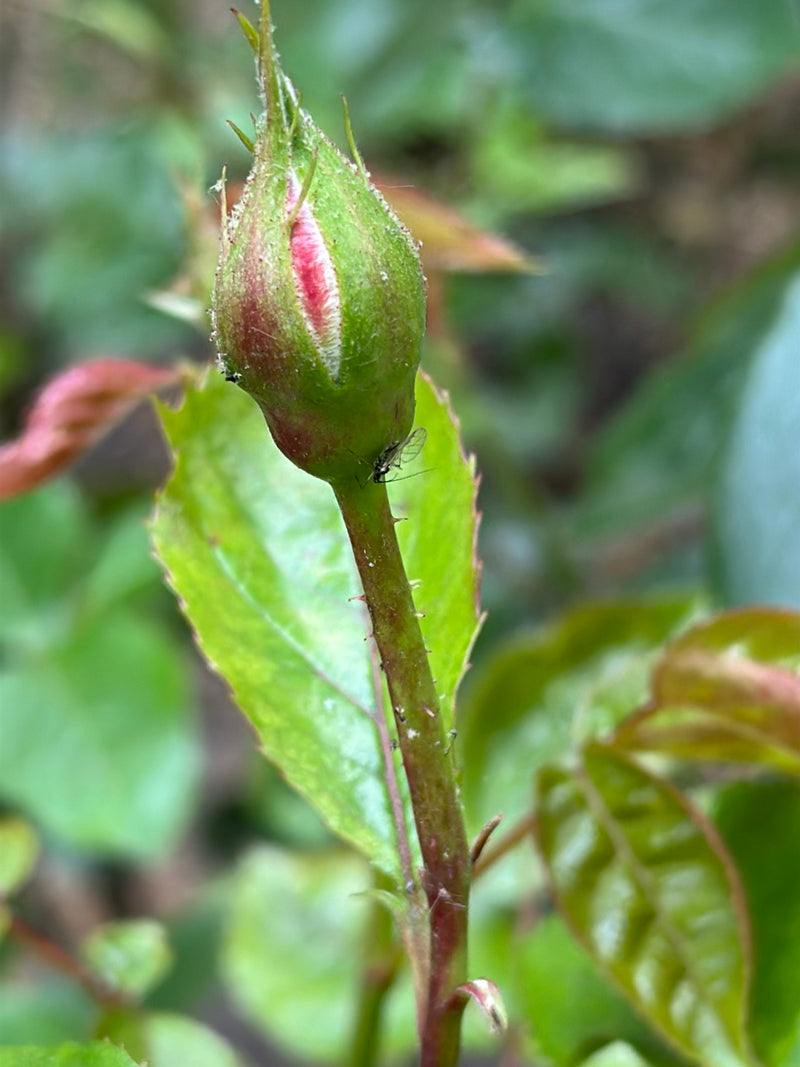 Plusieurs grands pucerons du rosier sont visibles sur un bouton de rose et sa tige. Les insectes reposent sur la plante.