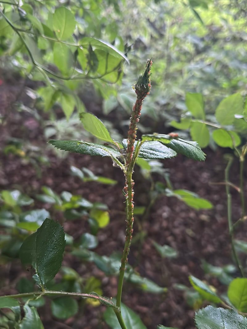De nombreux grands pucerons du rosier sont serrés les uns contre les autres sur les tiges et le bourgeon d'un rosier. Ils se nourrissent de la sève.