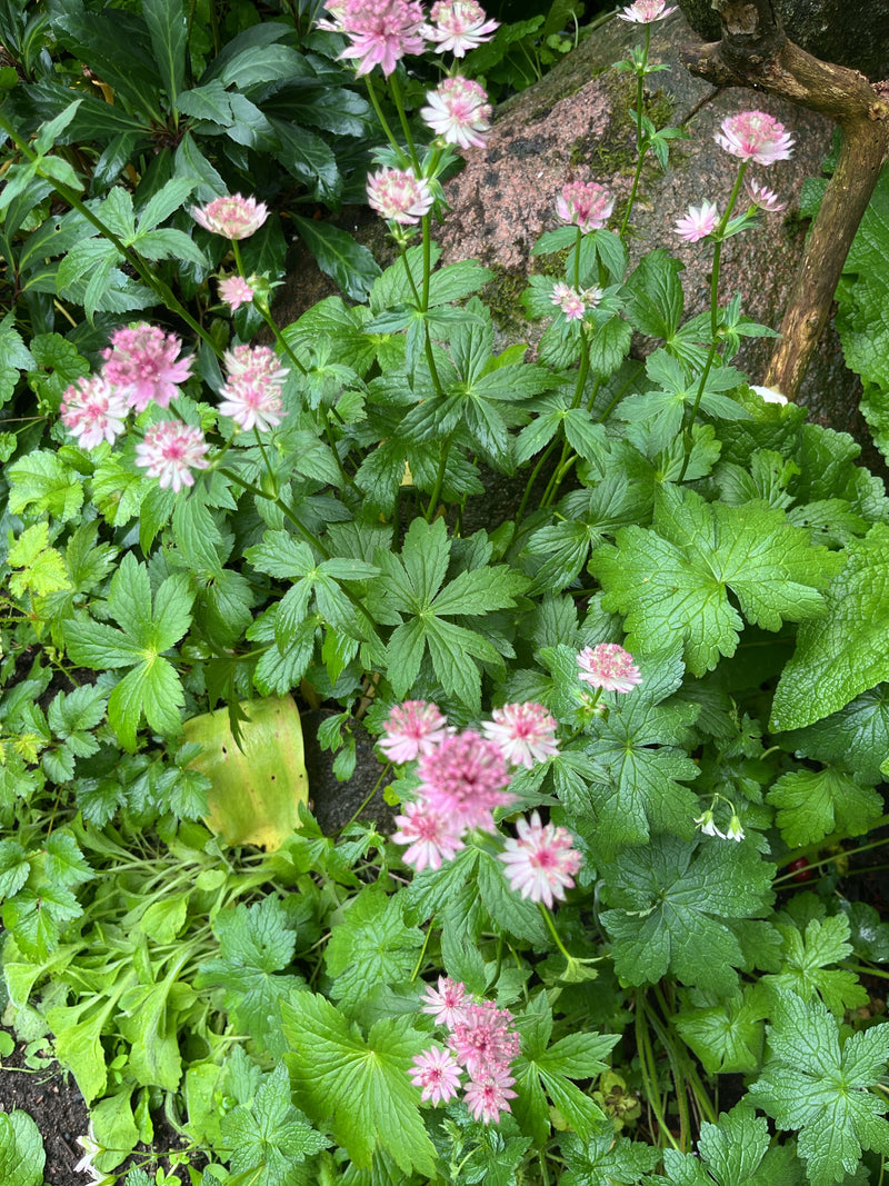 Ombelle étoilée — Bild 2