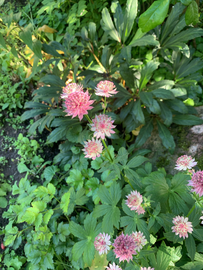 Ombelle étoilée — Bild 1