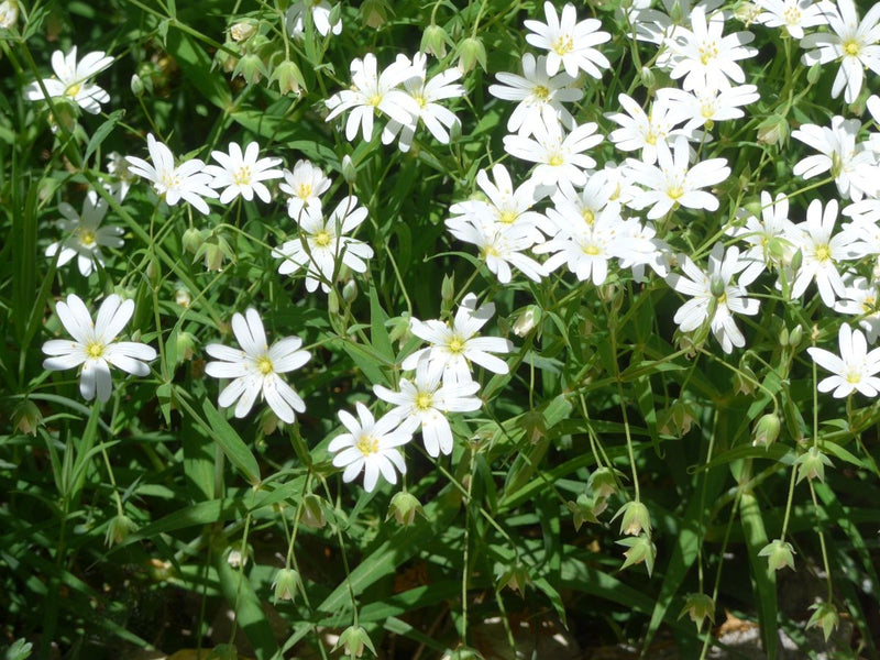 Grande stellaire — Bild 1
