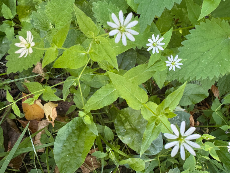 L'image montre la grande holostée avec ses fleurs blanches caractéristiques et ses feuilles opposées. La plante pousse dans un environnement verdoyant.