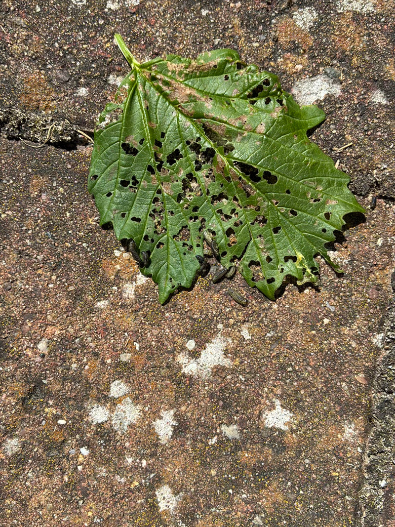 Grande tenthrède de l'orme — Bild 2