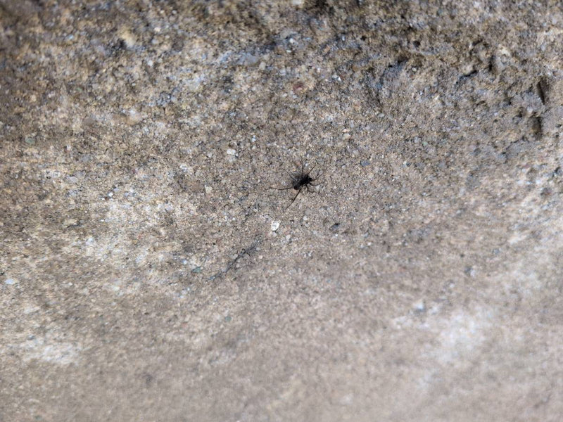 Gros pou de l'écorce du saule — Bild 1
