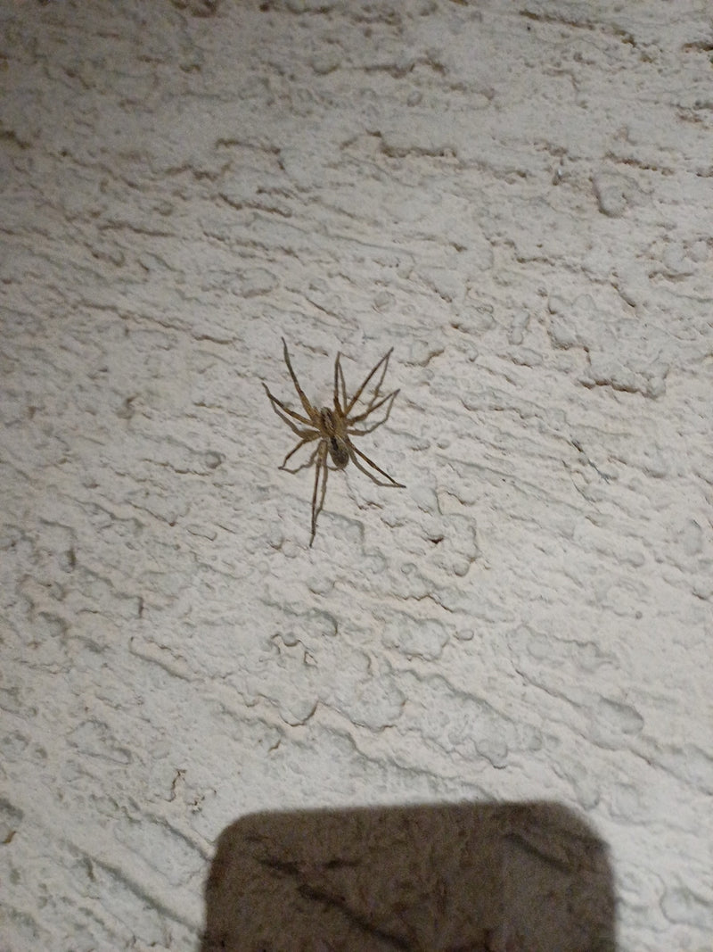 Araignée grand angle — Bild 1