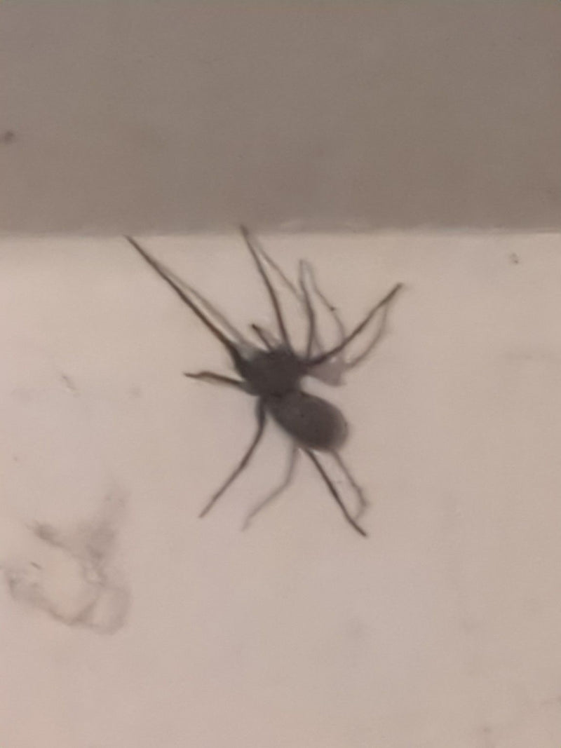 Une grande tégénaire est assise sur un mur clair. L'animal est bien visible et se repose.