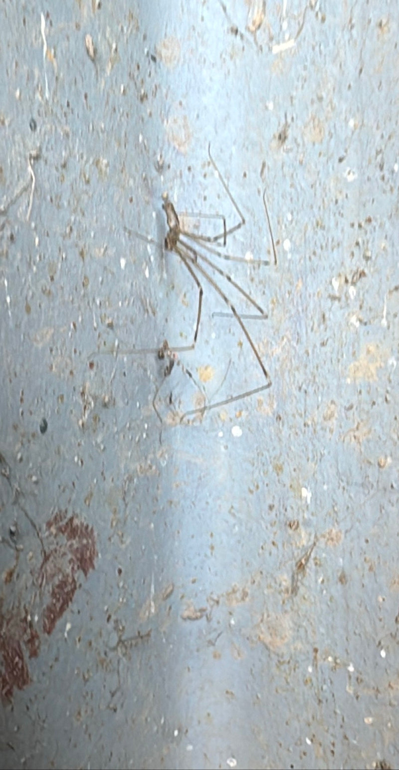 araignée tremblante — Bild 1
