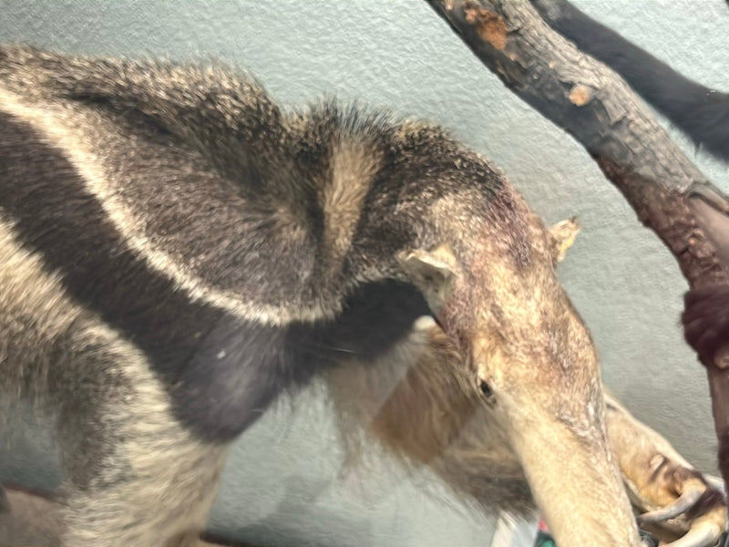 Großer Ameisenbär — photo 1 sur 1