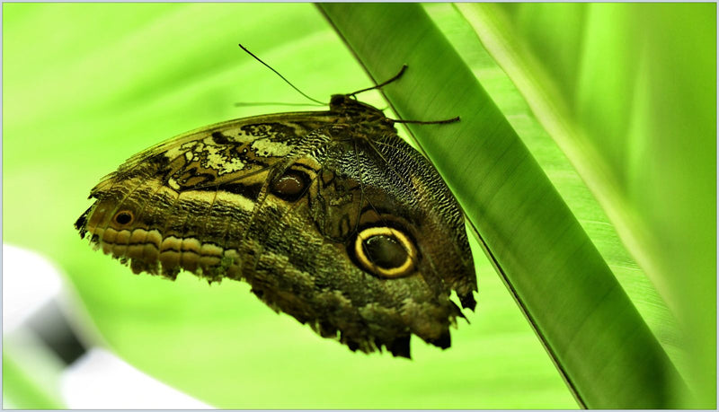 Grand papillon banane — Bild 2