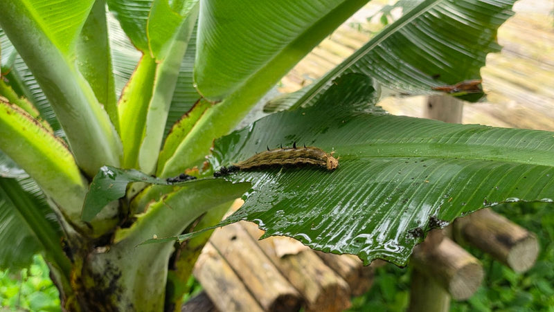 Grand papillon banane — Bild 1