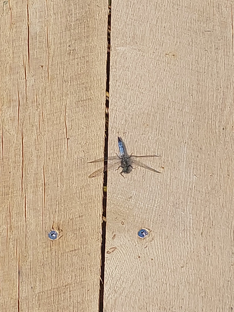 Grande flèche bleue — Bild 1
