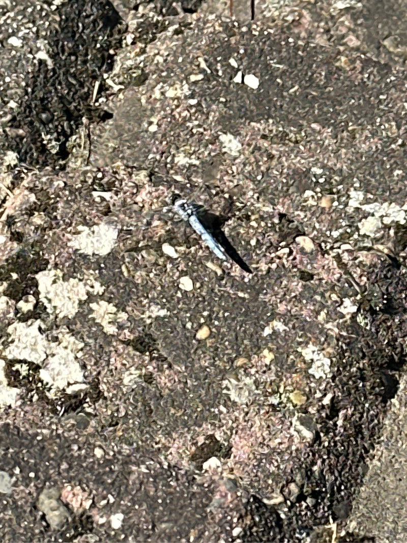 Grande flèche bleue — photo 1 sur 6