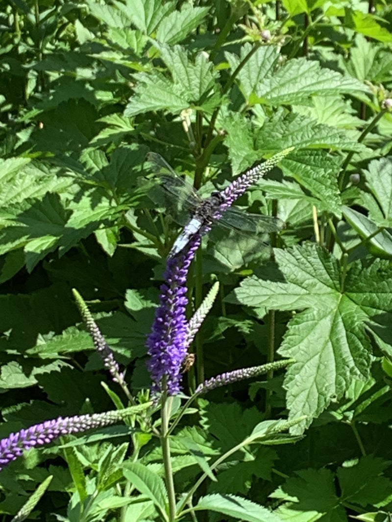 Grande flèche bleue — photo 5 sur 6