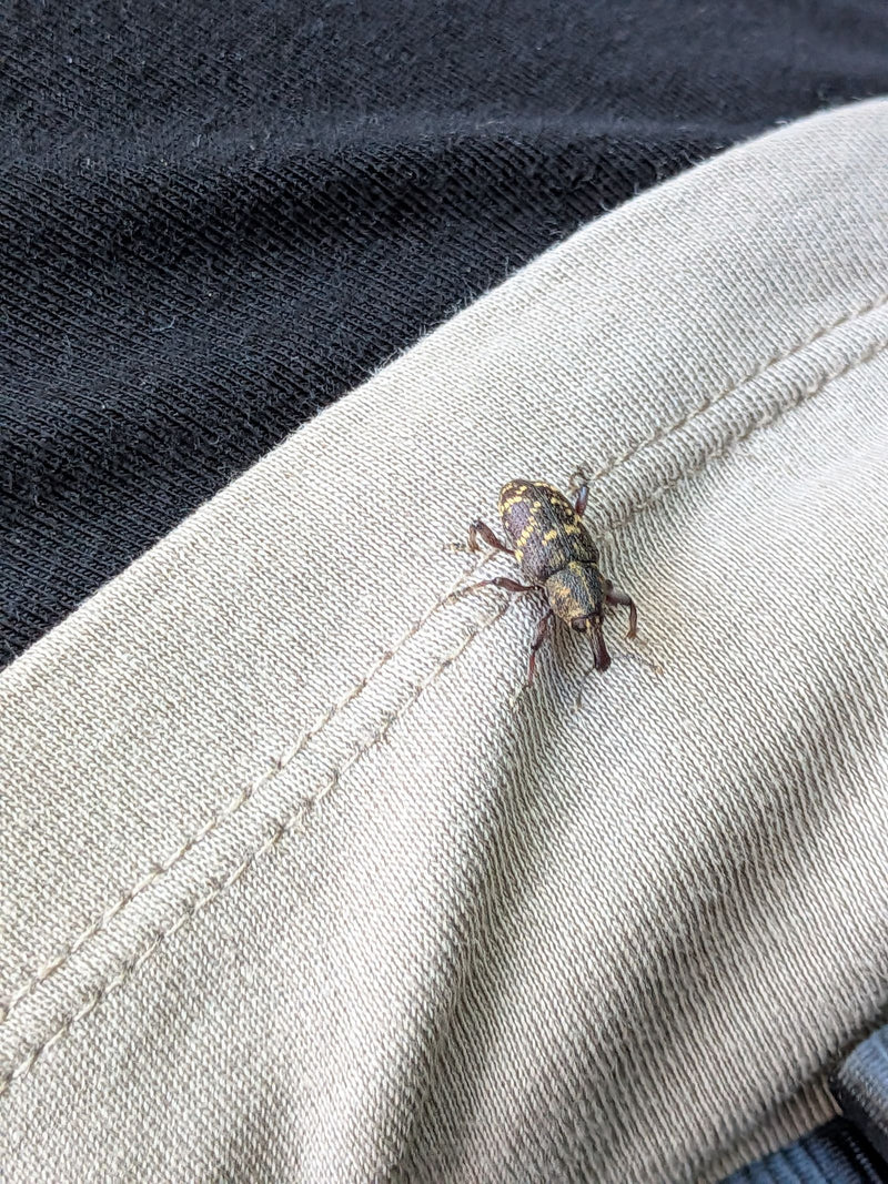 Un grand charançon du pin est posé sur le tissu d'un vêtement, vu du dessus. Le motif tacheté sur les élytres est clairement visible.