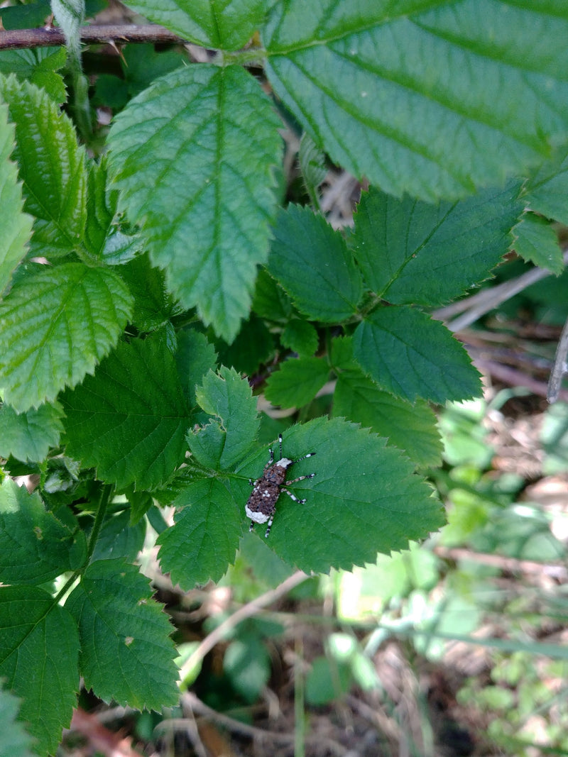 Un charançon du pin est posé sur une feuille verte. Les motifs caractéristiques de l'insecte sont bien visibles.