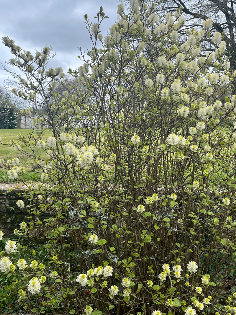 Grand buisson de panache — Bild 1