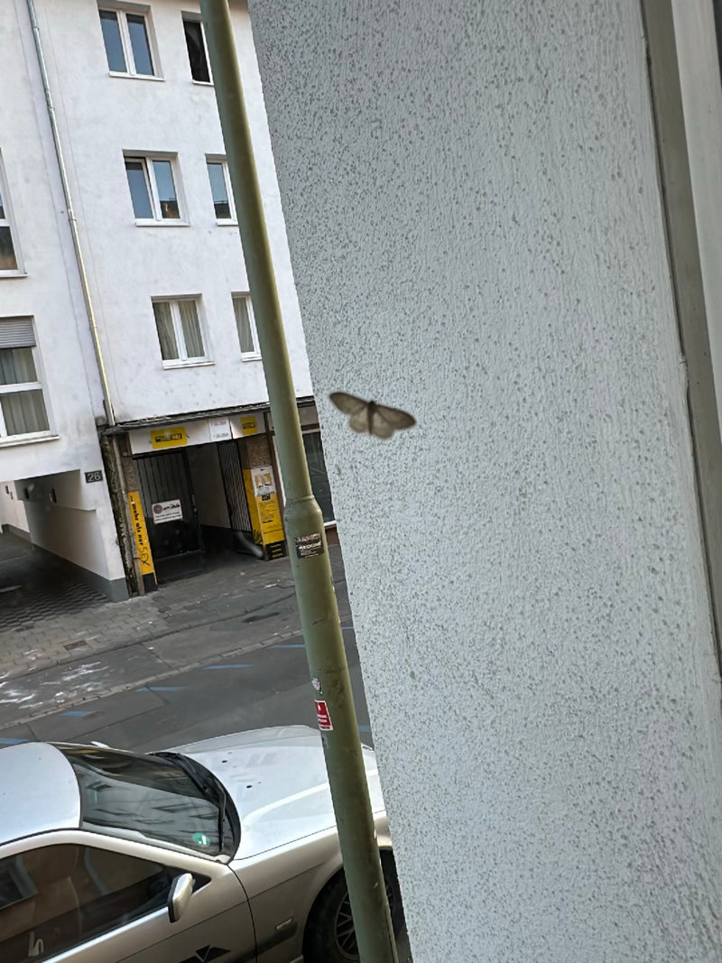 Une phalène défoliatrice est assise sur un mur de maison clair en milieu urbain. Le papillon est bien reconnaissable mais relativement petit.