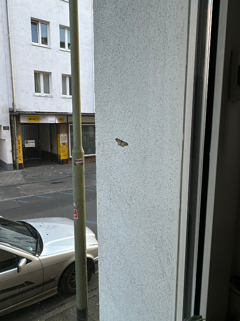 Un hibernie du tilleul repose ailes étalées sur un mur extérieur clair en milieu urbain. L'insecte est bien visible sur la surface verticale.