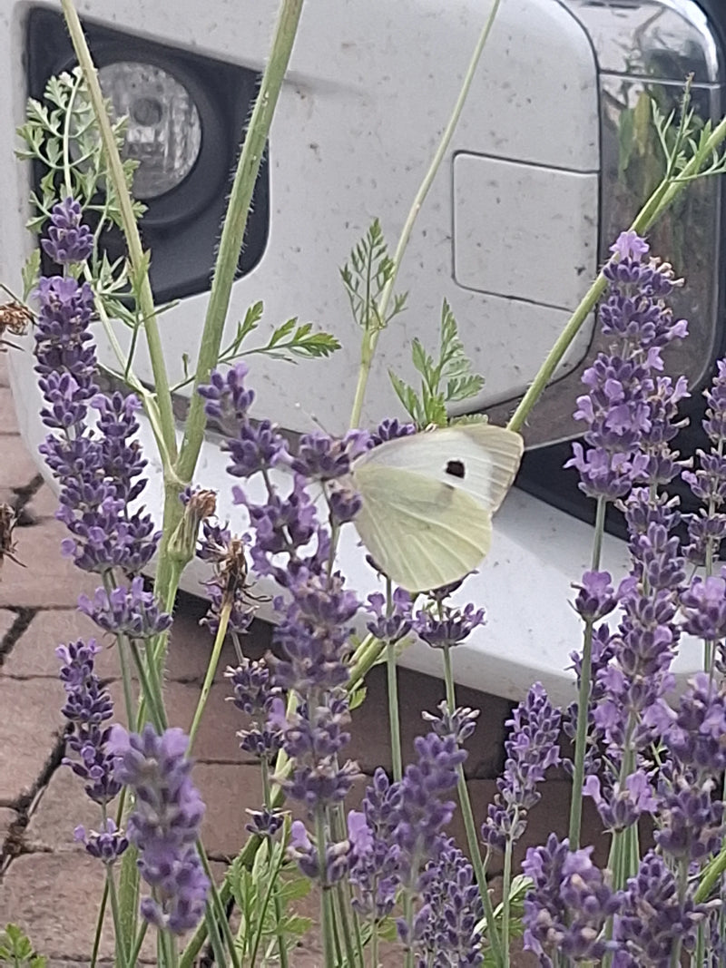 Une piéride du chou est posée sur des fleurs de lavande violettes en train de se nourrir. Un véhicule blanc est visible en arrière-plan.