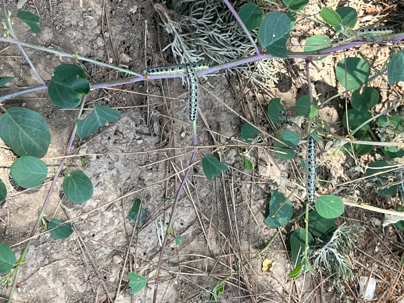 Plusieurs chenilles de piéride du chou reposent sur les feuilles et tiges vertes d'une plante au-dessus d'un sol sec. Elles sont bien visibles.