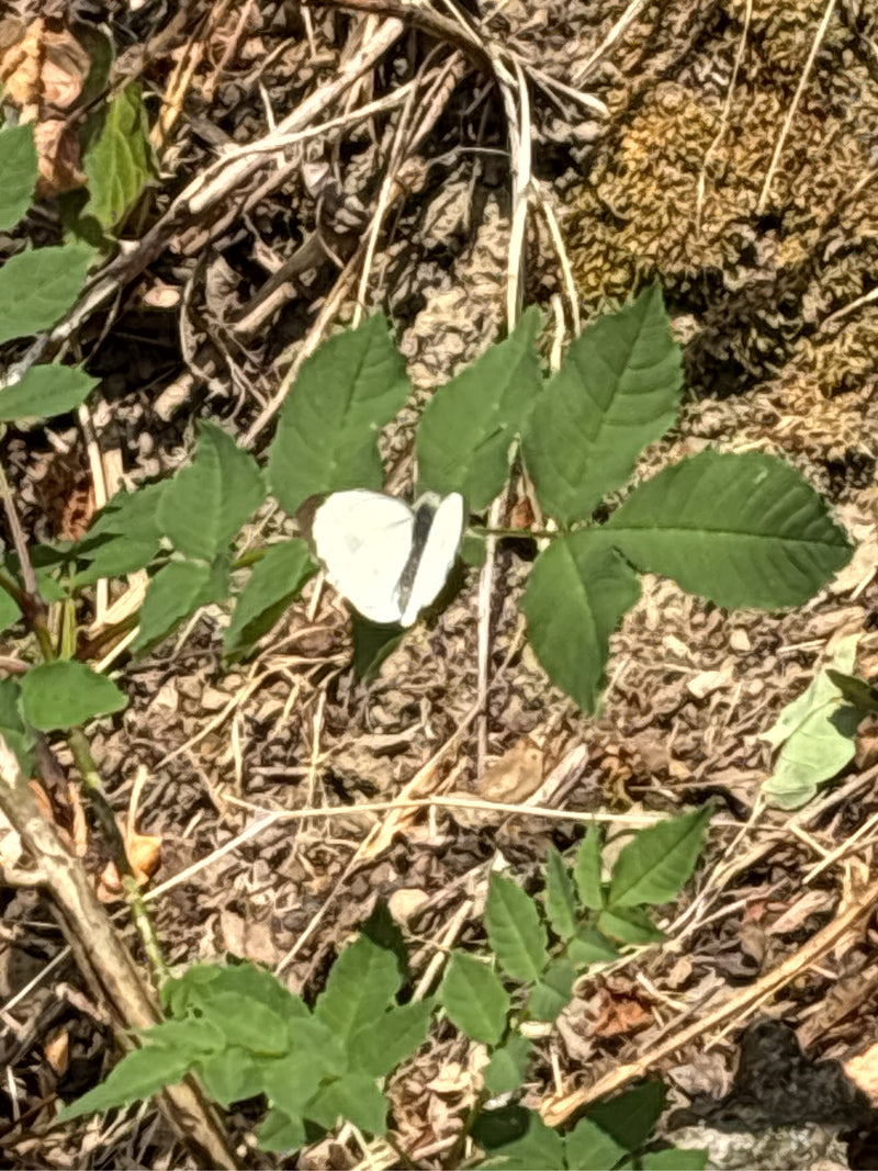 Une piéride du chou repose sur des feuilles vertes au-dessus d'un sol de terre et de débris végétaux secs. Le papillon se reposant ailes repliées.