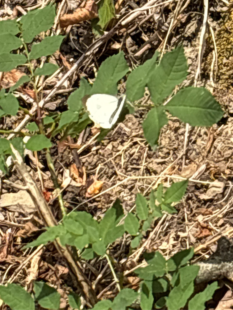Un papillon blanc aux bouts d'ailes sombres est posé sur des feuilles vertes. Le sol est jonché de branches sèches et de feuilles mortes.