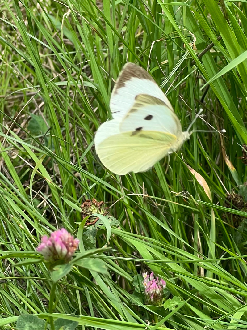 Une grande piéride du chou repose ailes fermées dans les hautes herbes d'une prairie. Leurs pointes d'ailes noires et taches typiques sont bien visibles.