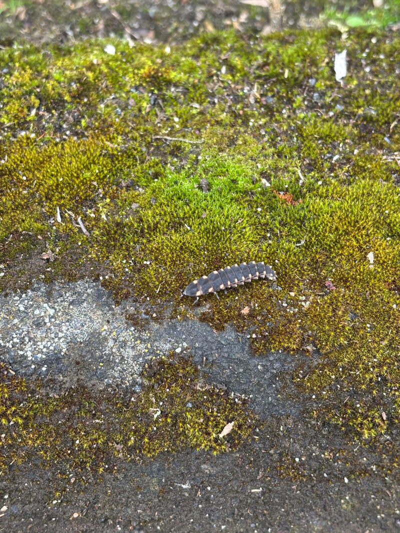Grosse luciole — Bild 1