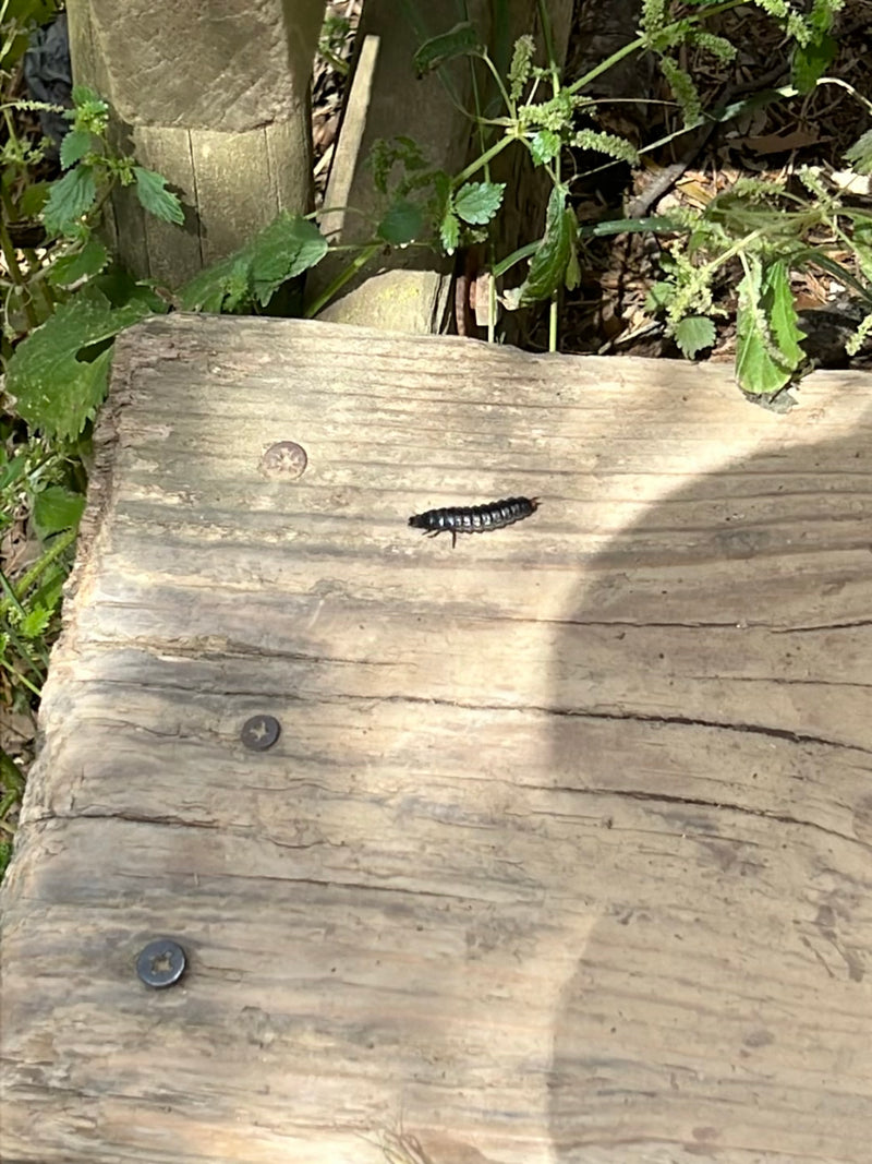 Une larve de ver luisant rampe sur une planche en bois claire à l'extérieur. L'insecte segmenté est bien visible.