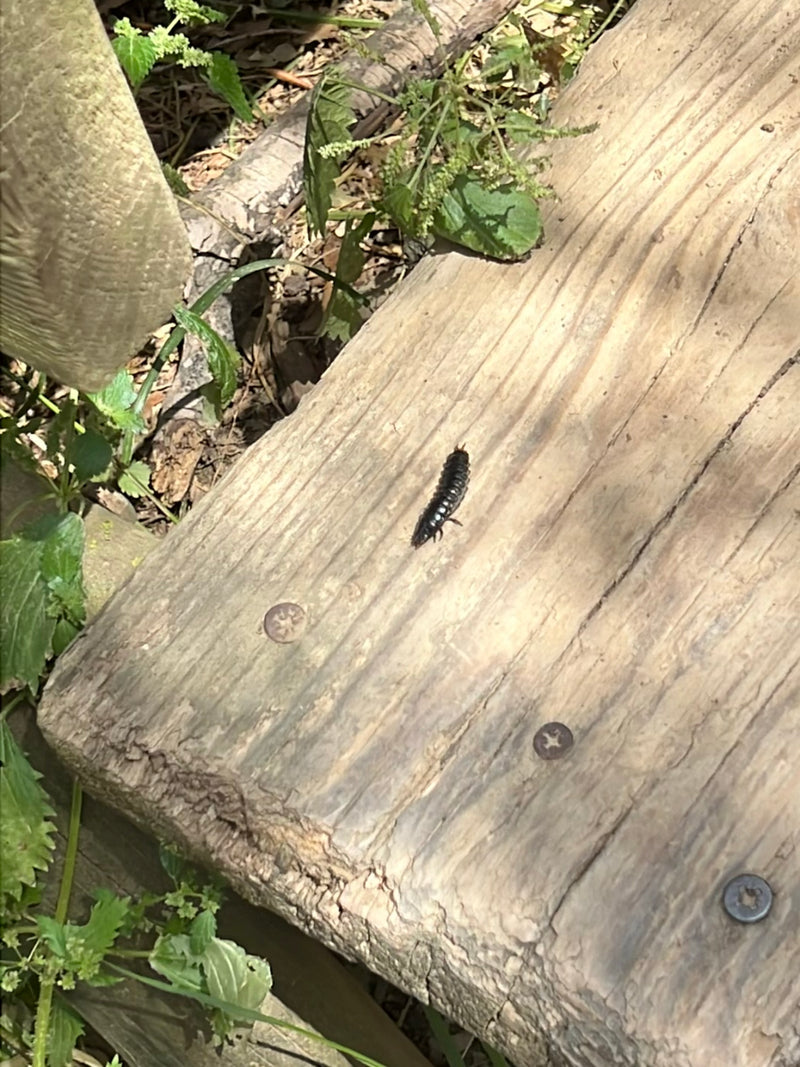 La larve sombre du ver luisant se déplace sur une surface en bois. Elle est clairement visible et avance lentement.