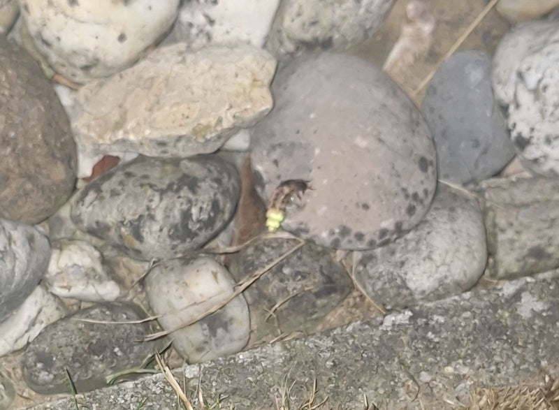 L'image montre un ver luisant posé sur une pierre. L'insecte se trouve sur un fond de pierres.