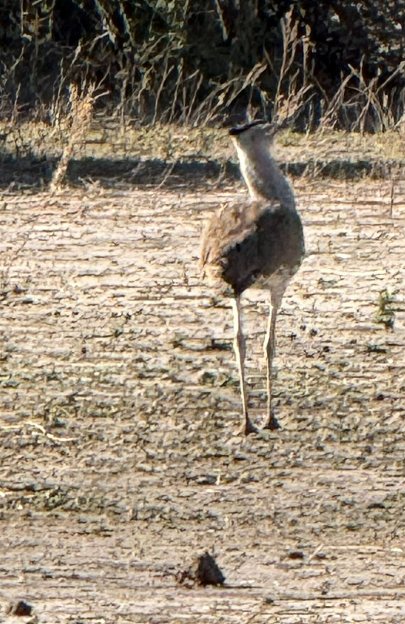 Un œdicnème bridé se tient dos à la caméra sur un sol sec.