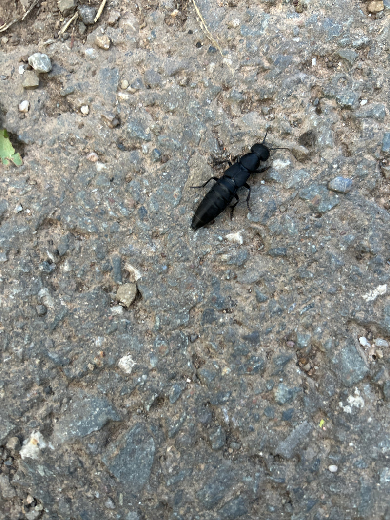 Un staphylin odorant marche sur un chemin de gravier gris. L'insecte est vu de dessus.