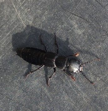 Un staphylin noir adulte se repose sur une surface sombre et texturée, photographié en vue de dessus.