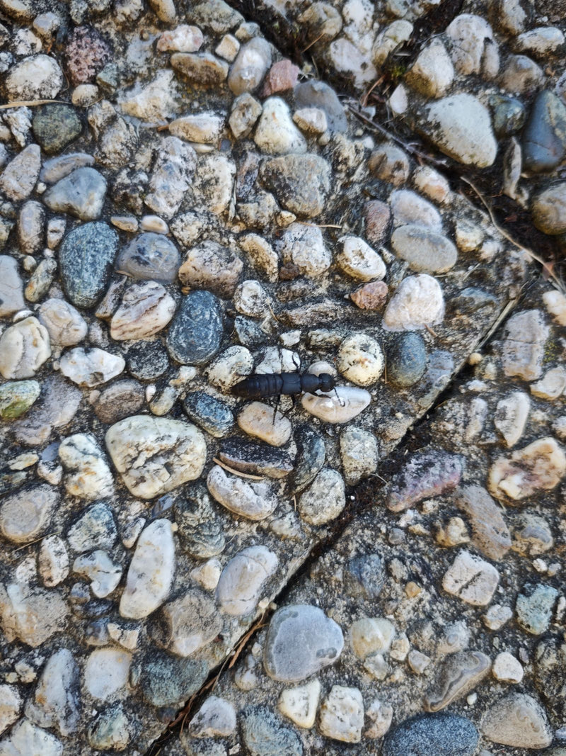 Un staphylin odorant se déplace en vue de dessus sur un sol composé de petits gravillons.
