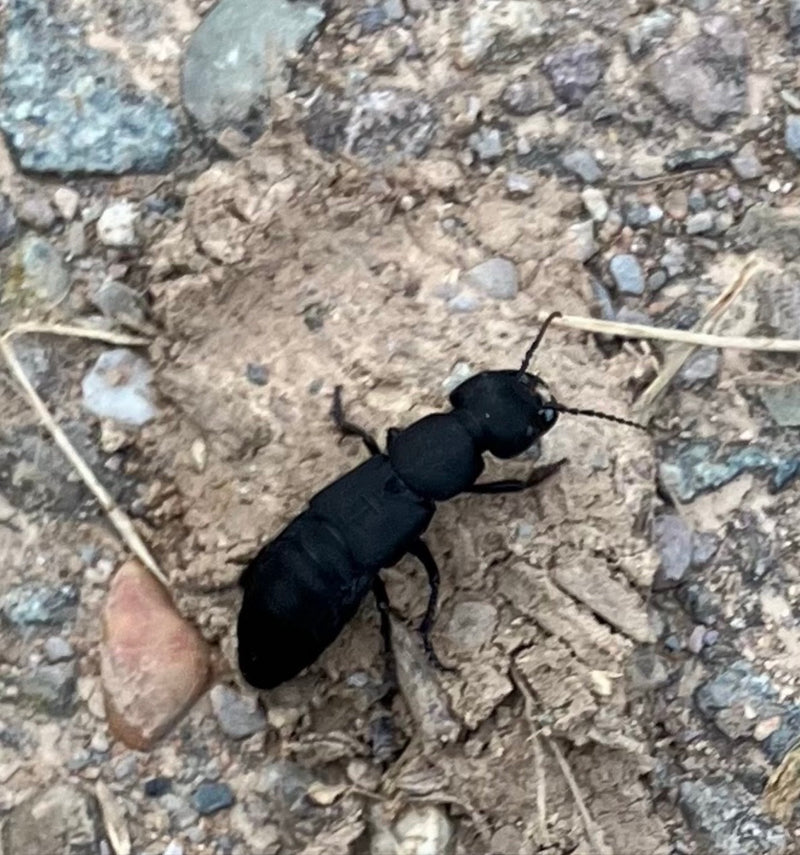 L'image montre un Staphylin olent marchant sur un sol pierreux. L'insecte présente son corps noir typique et allongé.