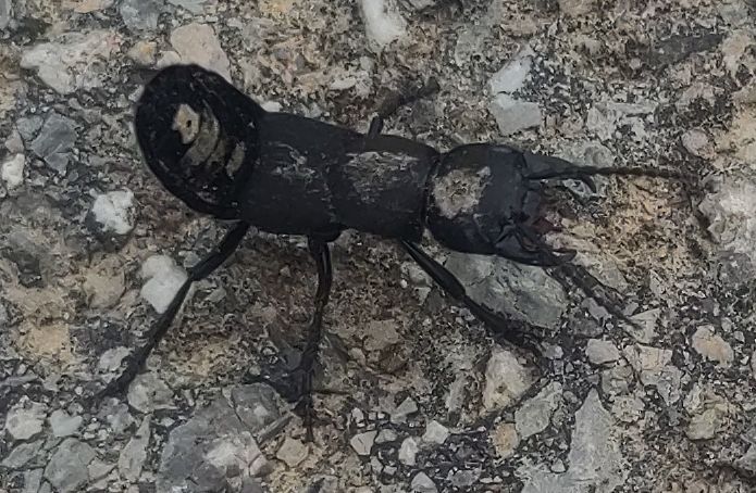 Un staphylin odorant se tient sur un sol pierreux, adoptant sa posture de menace typique avec l'abdomen relevé. Son corps noir et allongé ainsi que ses puiss...