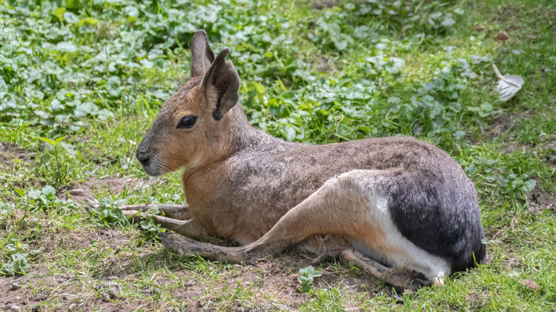 Gros lapin de la pampa — Bild 1
