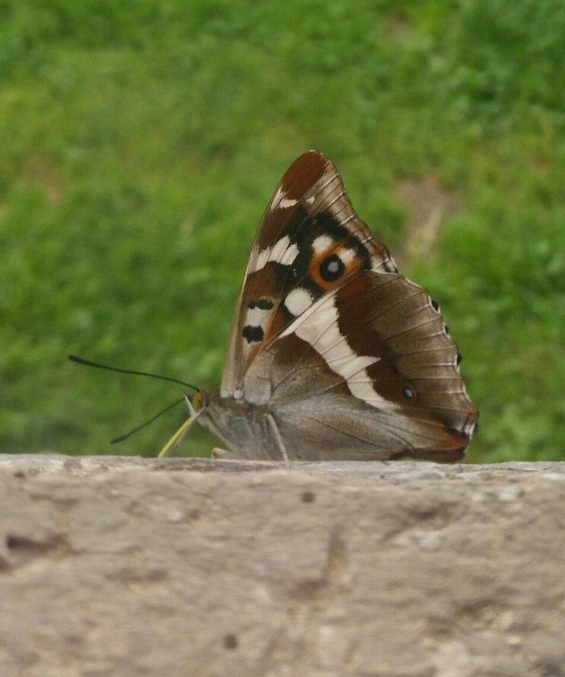 Großer Schillerfalter — Bild 1